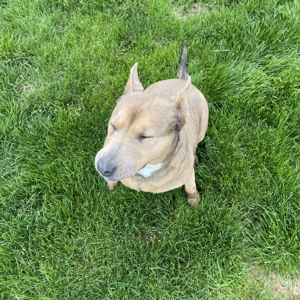 Phoebe, an adoptable Mixed Breed in Cashmere, WA, 98815 | Photo Image 4
