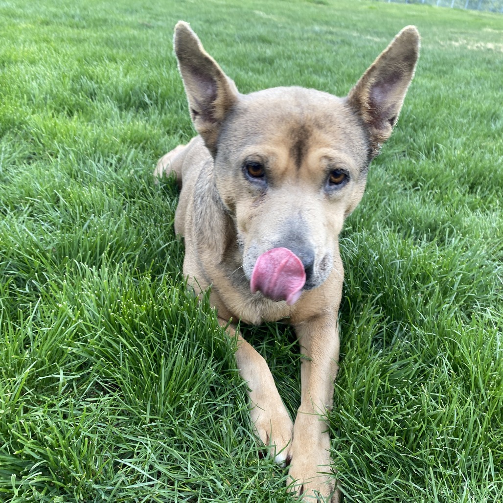 Phoebe, an adoptable Mixed Breed in Cashmere, WA, 98815 | Photo Image 5