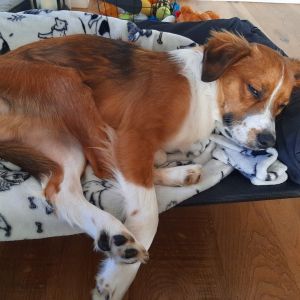 Toots, Young Male Collie