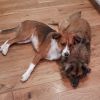 Toots photo 4