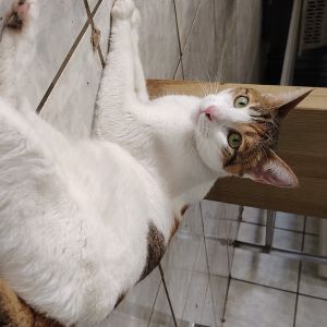 Kallie (fka Alegre), Adult Female Domestic Short Hair