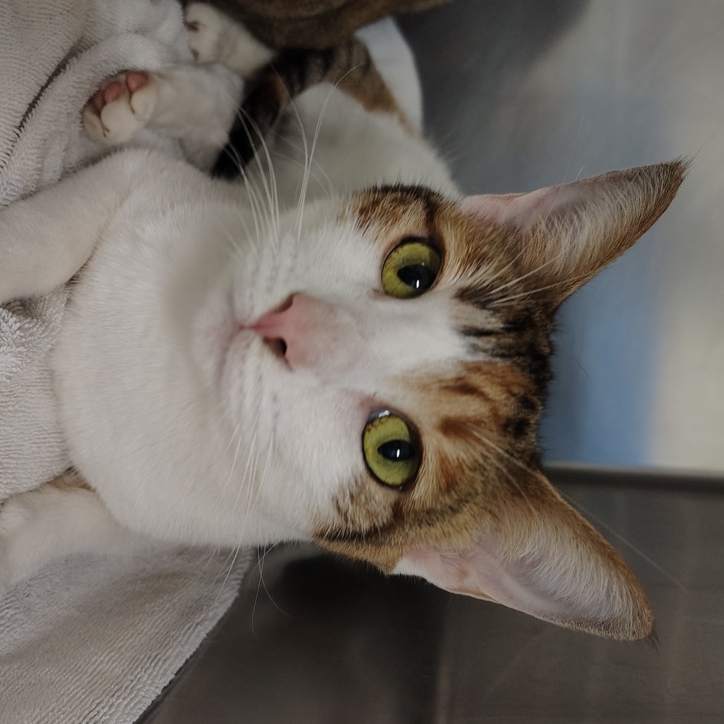 Kallie (fka Alegre), an adoptable Domestic Short Hair in Vieques, PR, 00765 | Photo Image 1