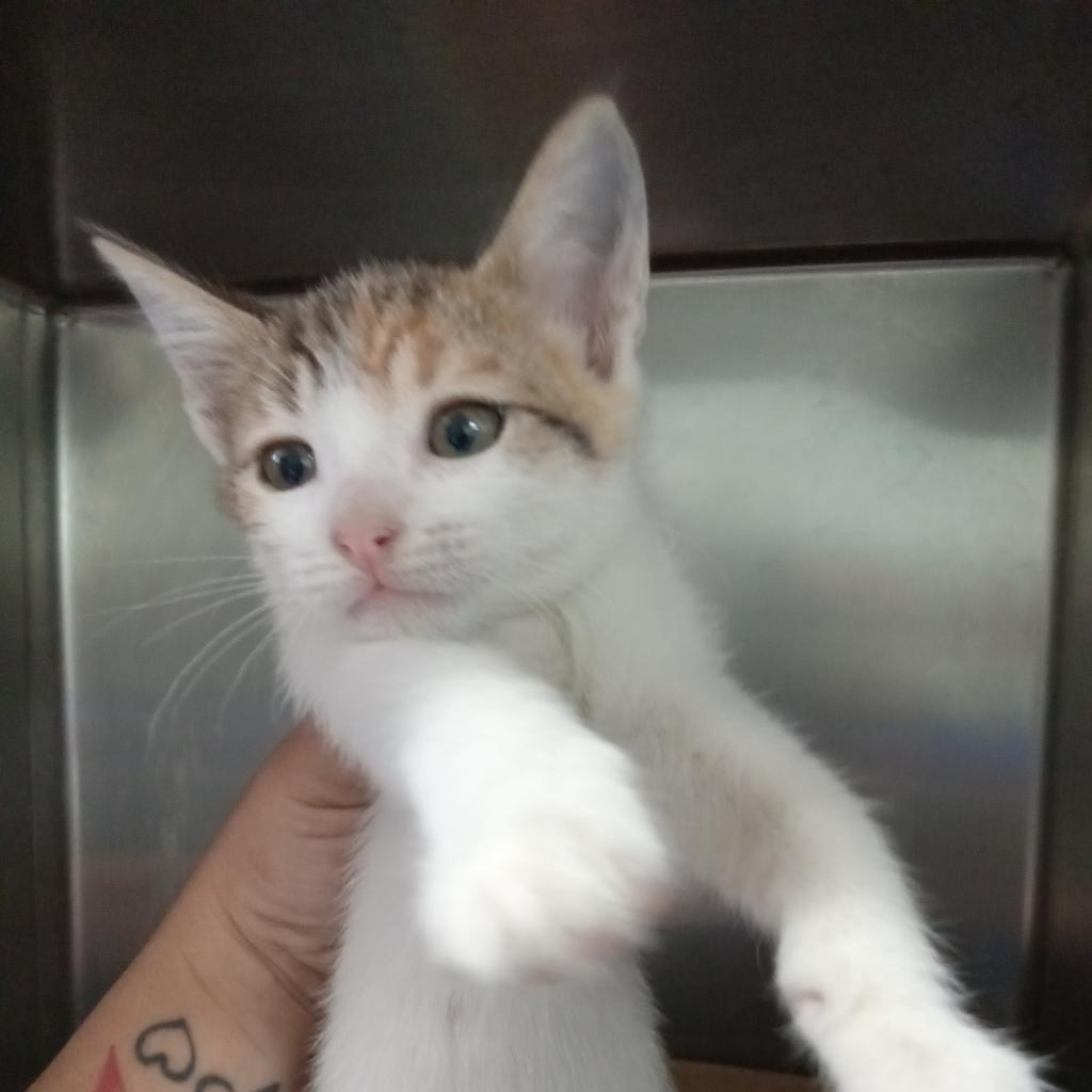 Kallie (fka Alegre), an adoptable Domestic Short Hair in Vieques, PR, 00765 | Photo Image 2