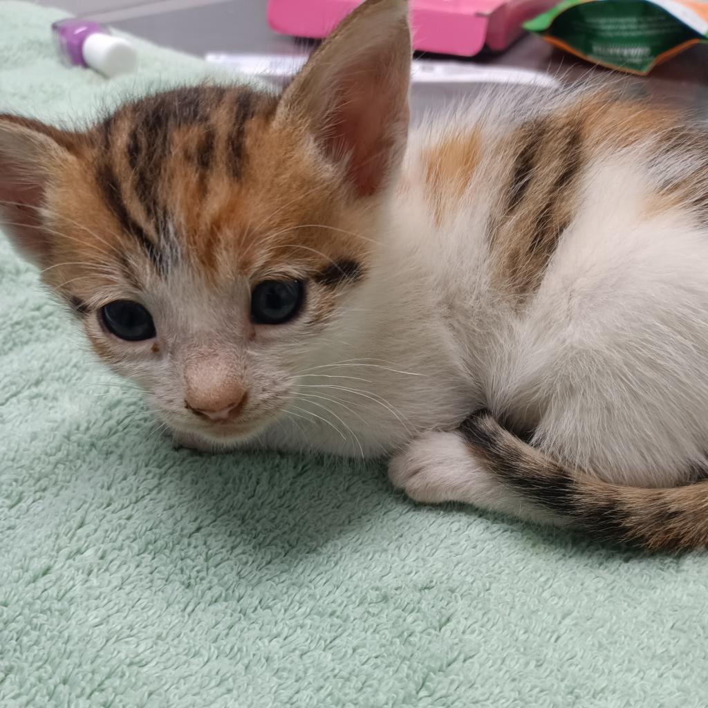 Kallie (fka Alegre), an adoptable Domestic Short Hair in Vieques, PR, 00765 | Photo Image 4