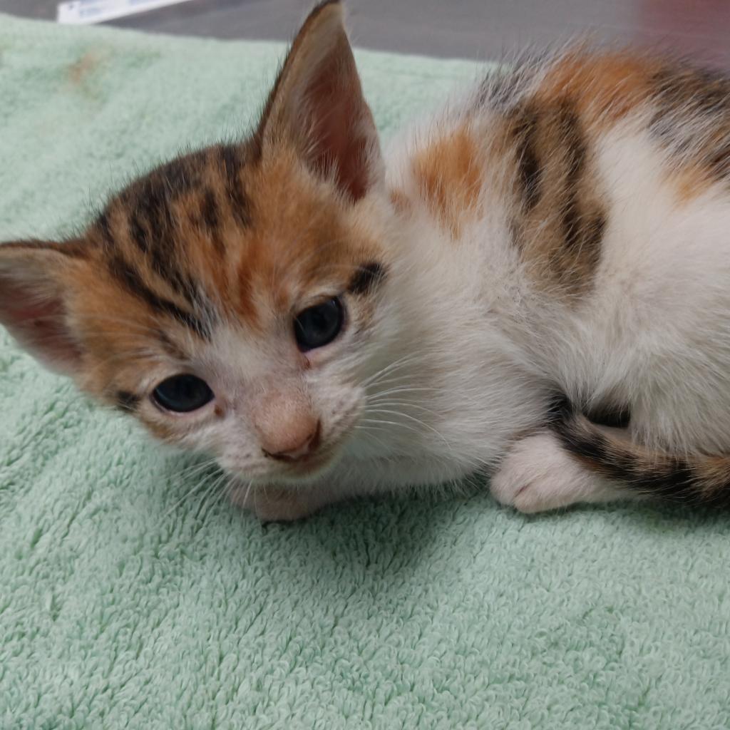 Kallie (fka Alegre), an adoptable Domestic Short Hair in Vieques, PR, 00765 | Photo Image 6