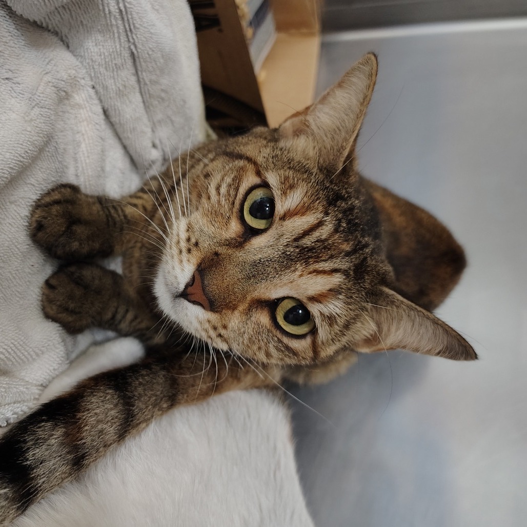 Kiki (fka Pom Pom), an adoptable Domestic Short Hair in Vieques, PR, 00765 | Photo Image 1