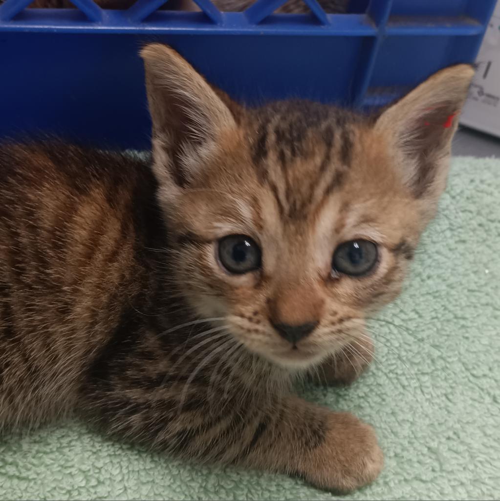 Kiki (fka Pom Pom)