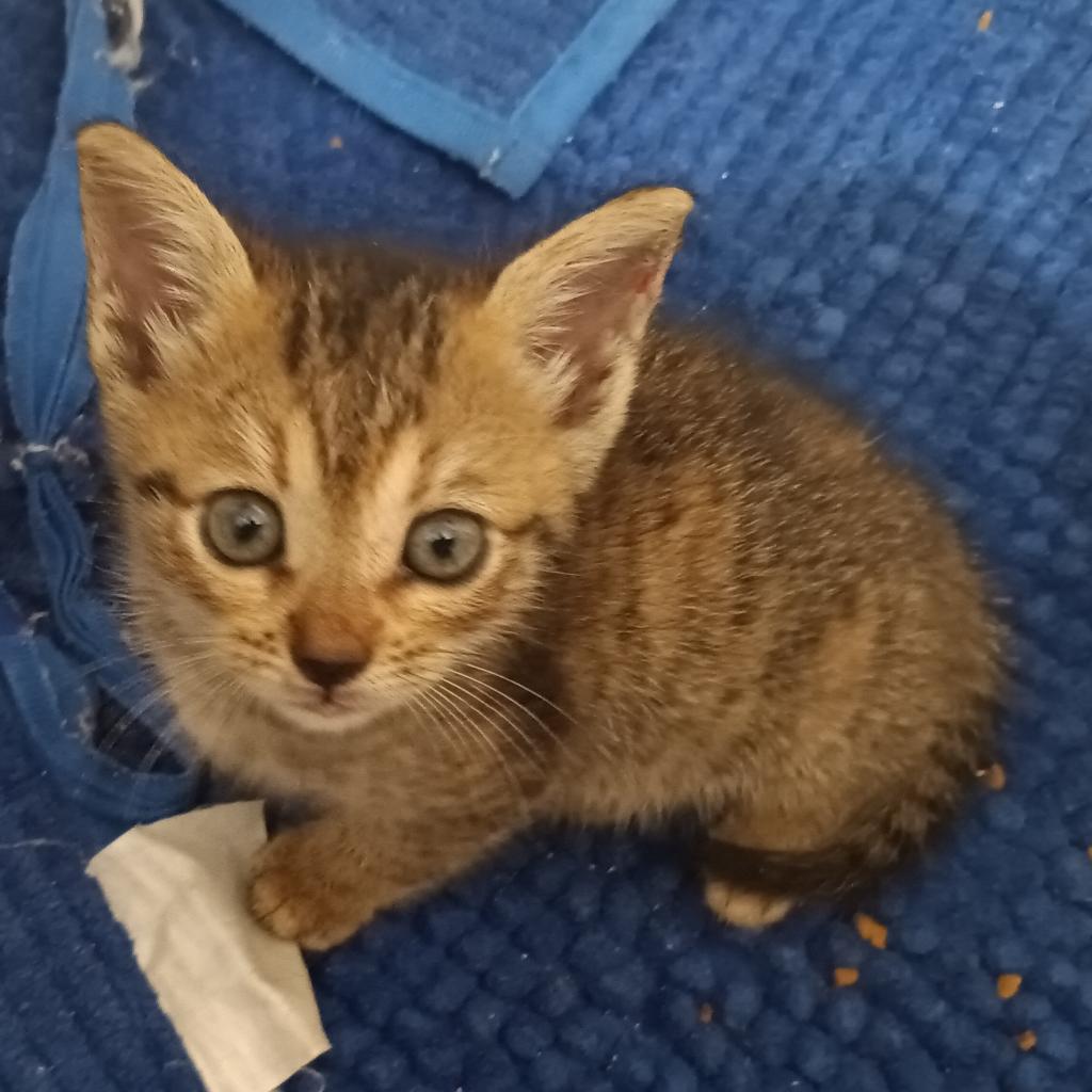 Kiki (fka Pom Pom)