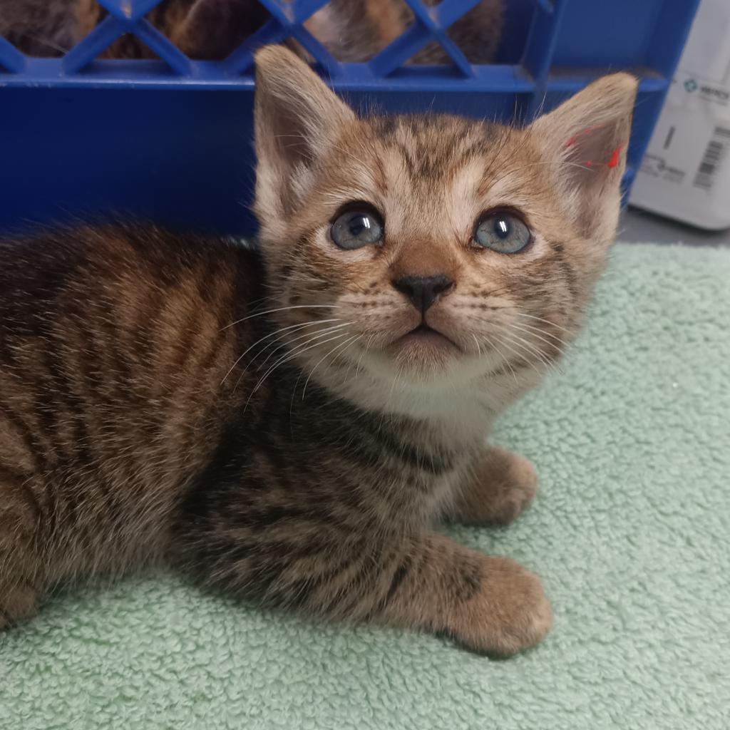 Kiki (fka Pom Pom)