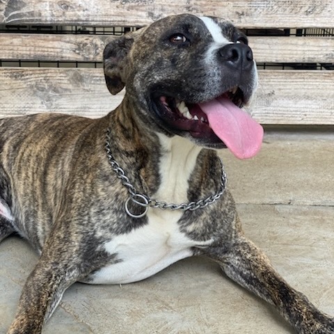kai, an adoptable Pit Bull Terrier in Keaau, HI, 96749 | Photo Image 1