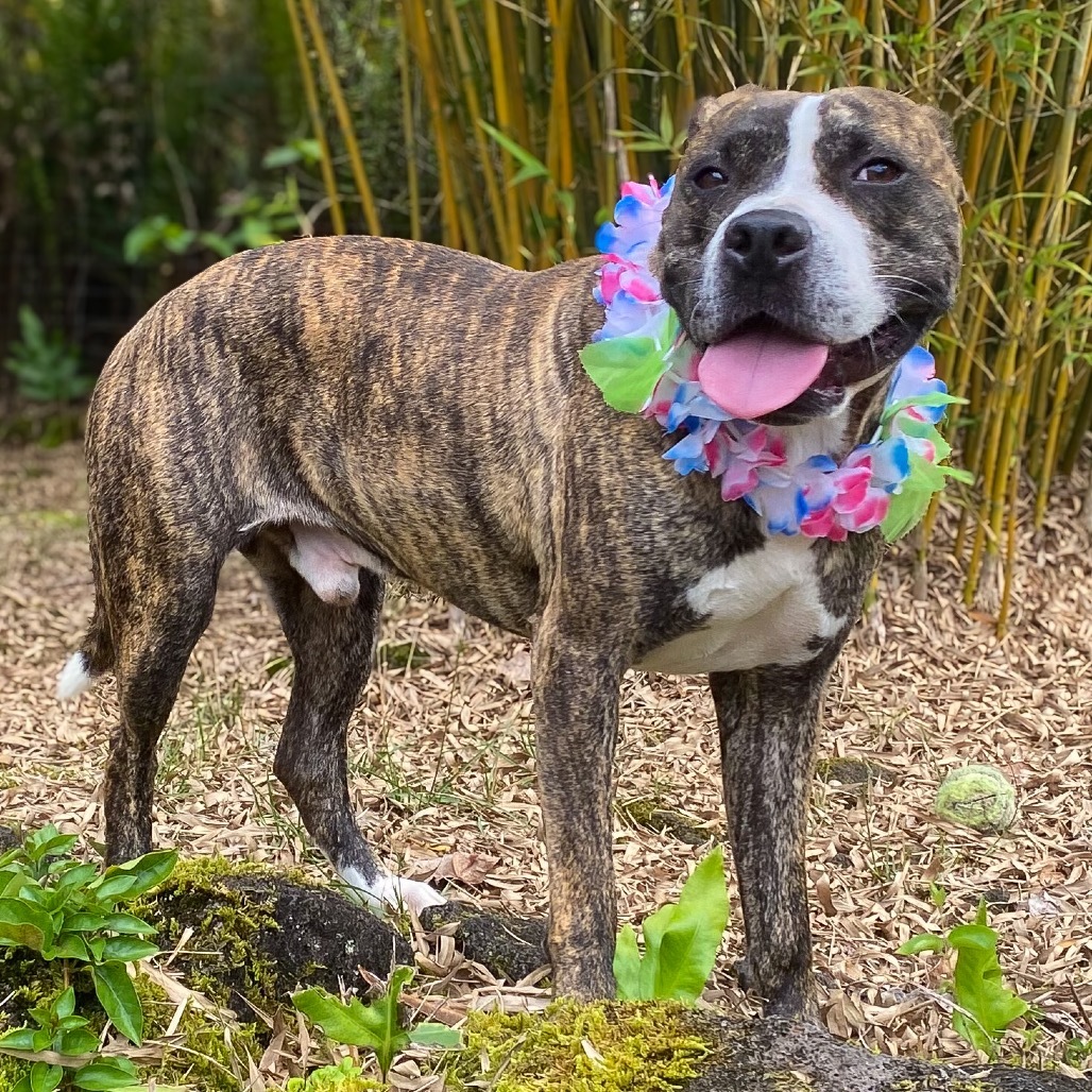 kai, an adoptable Pit Bull Terrier in Keaau, HI, 96749 | Photo Image 1