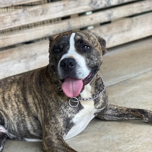 kai, an adoptable Pit Bull Terrier in Keaau, HI, 96749 | Photo Image 2