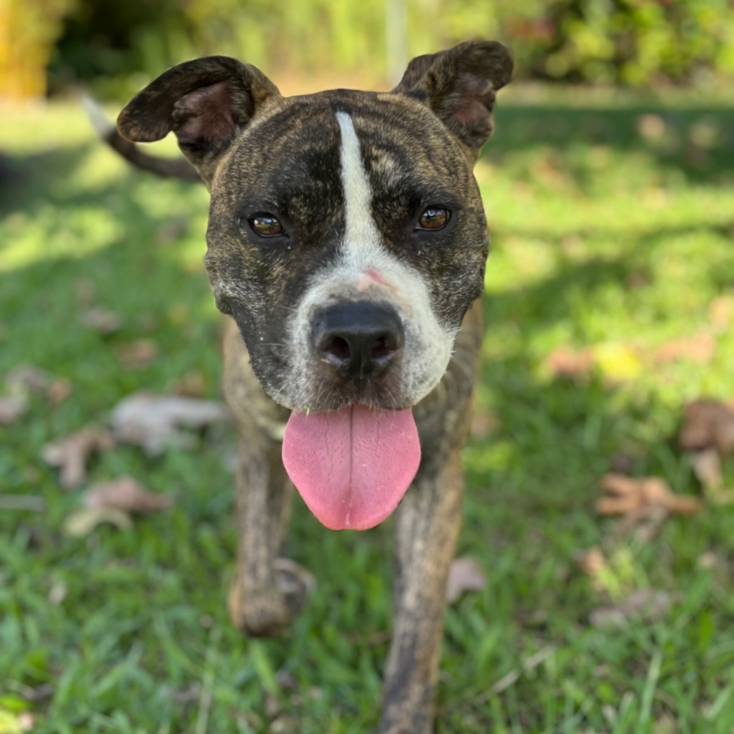 kai, an adoptable Pit Bull Terrier in Keaau, HI, 96749 | Photo Image 3
