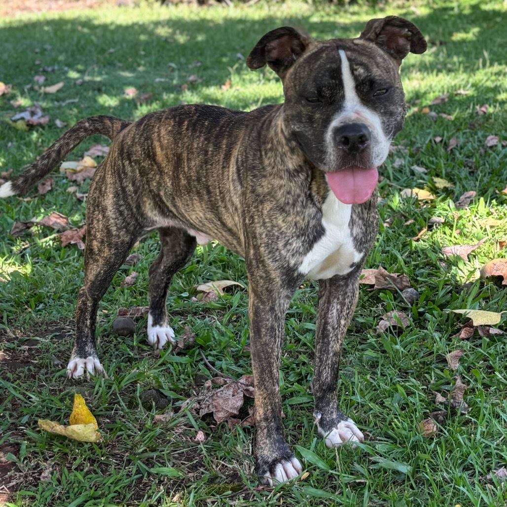 kai, an adoptable Pit Bull Terrier in Keaau, HI, 96749 | Photo Image 4