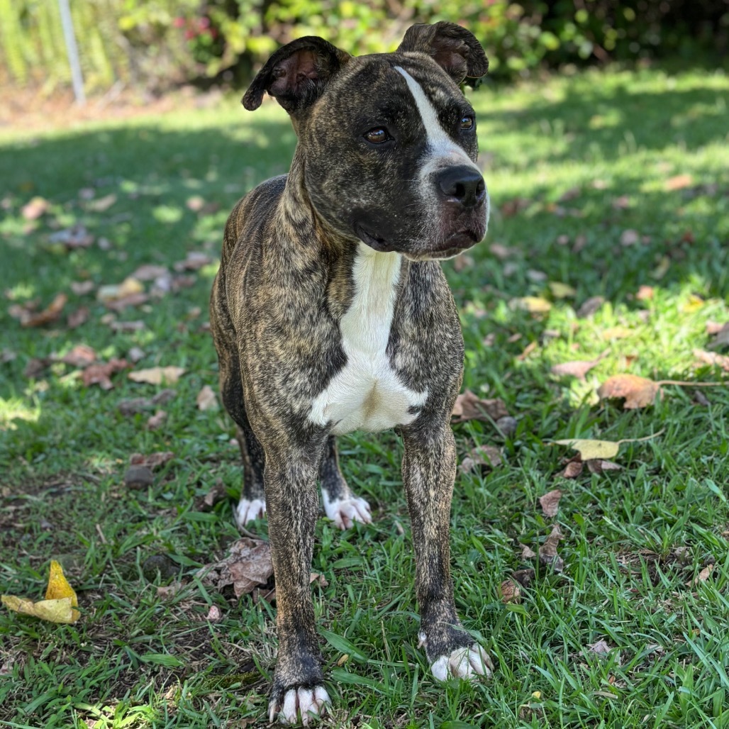 kai, an adoptable Pit Bull Terrier in Keaau, HI, 96749 | Photo Image 4