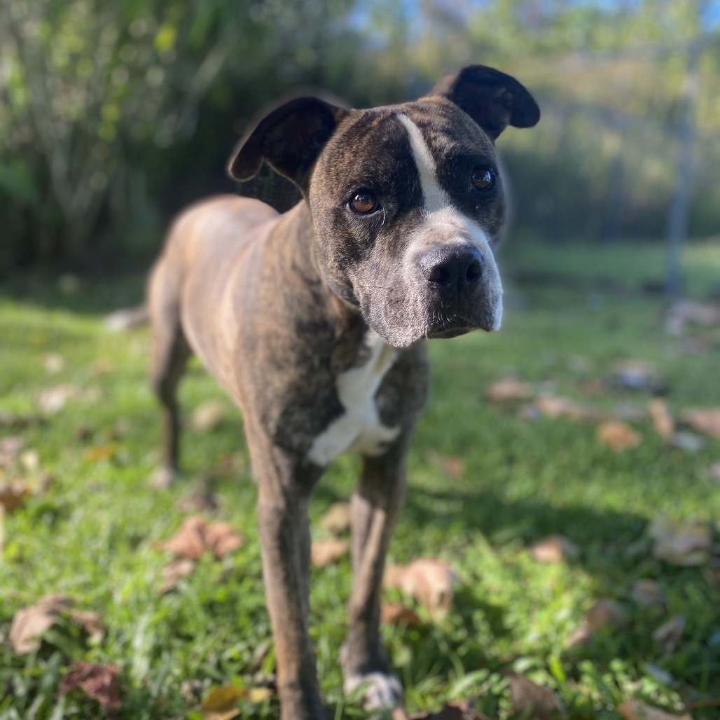 kai, an adoptable Pit Bull Terrier in Keaau, HI, 96749 | Photo Image 5