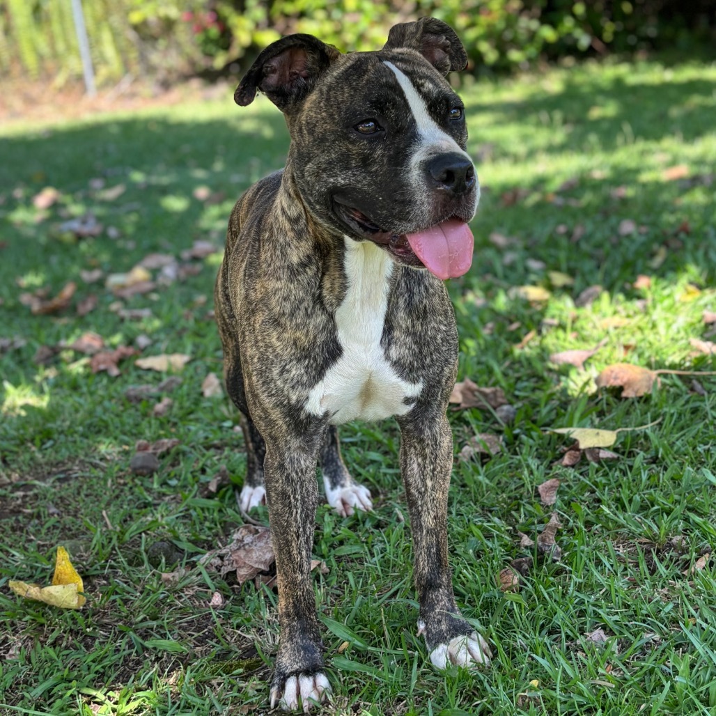 kai, an adoptable Pit Bull Terrier in Keaau, HI, 96749 | Photo Image 6