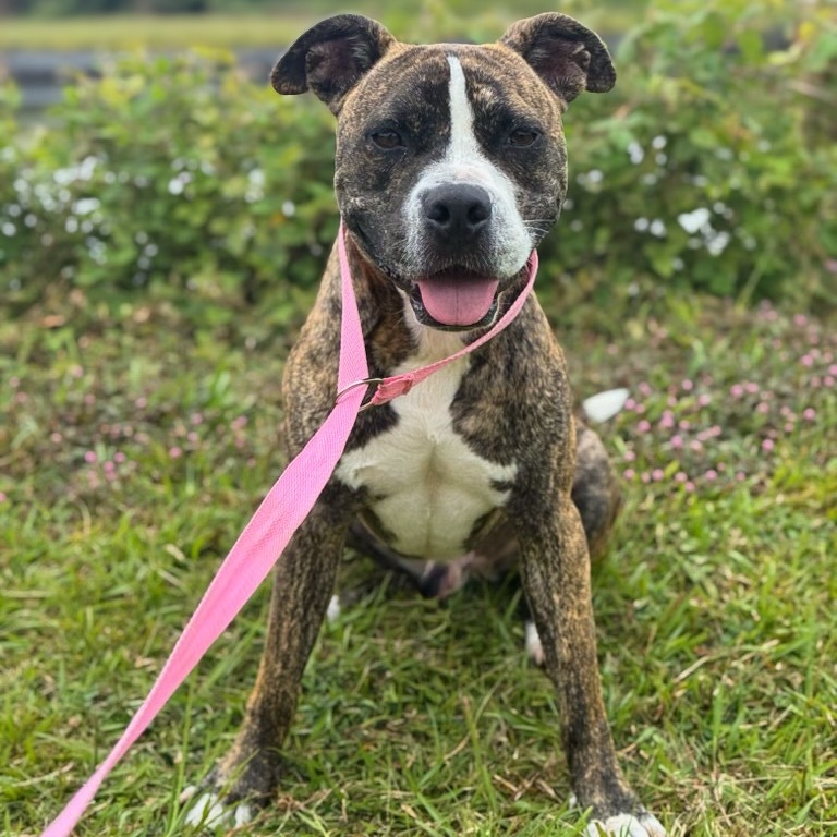 kai, an adoptable Pit Bull Terrier in Keaau, HI, 96749 | Photo Image 6