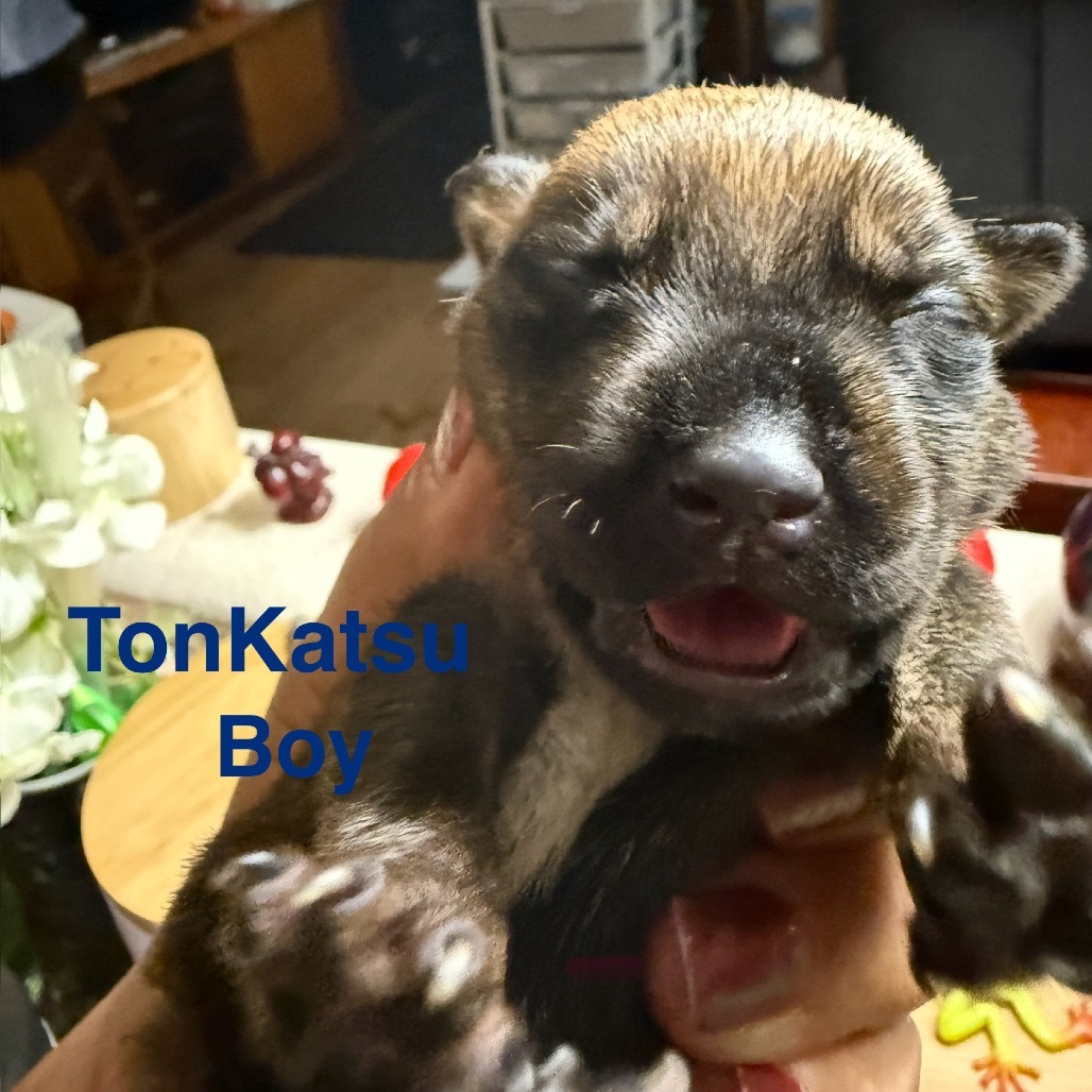 Food Litter : Ton Katsu, an adoptable Mixed Breed in Keaau, HI, 96749 | Photo Image 2