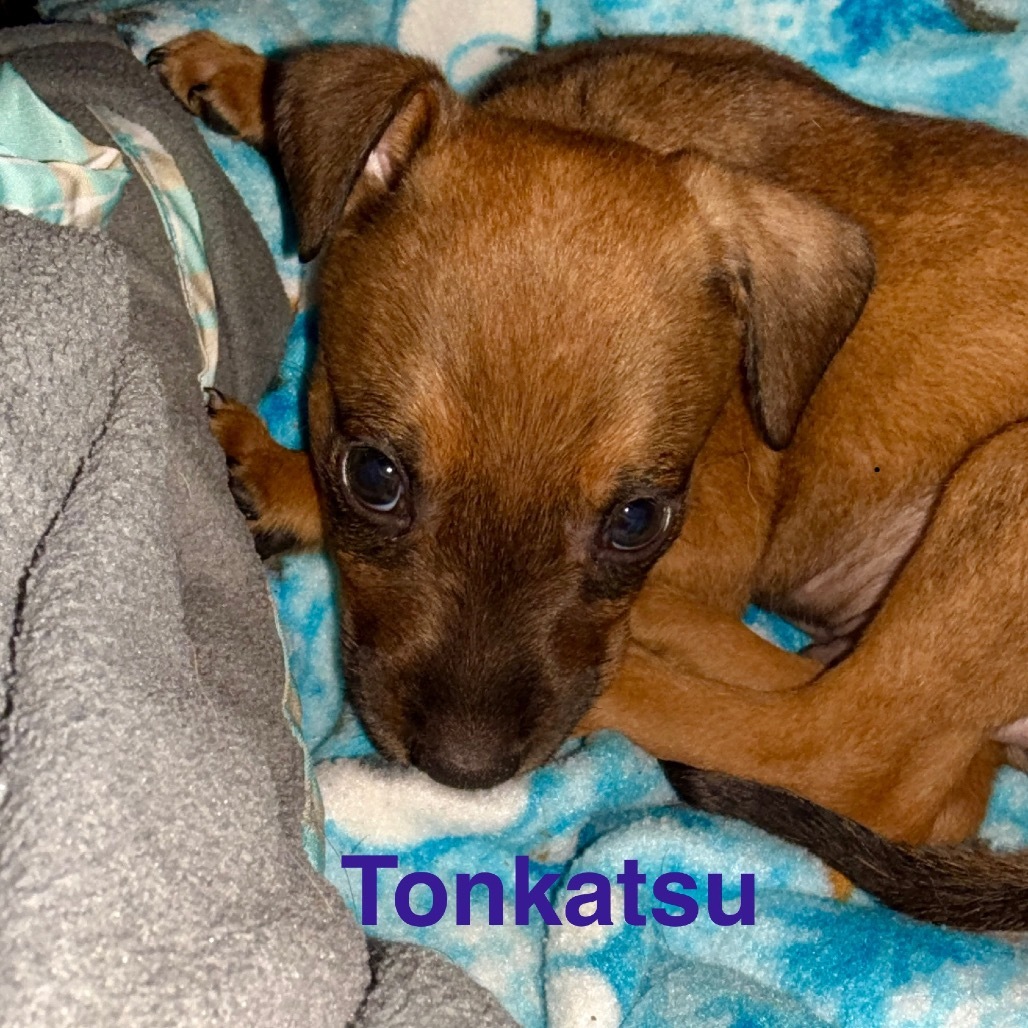 Food Litter : Ton Katsu, an adoptable Mixed Breed in Keaau, HI, 96749 | Photo Image 3