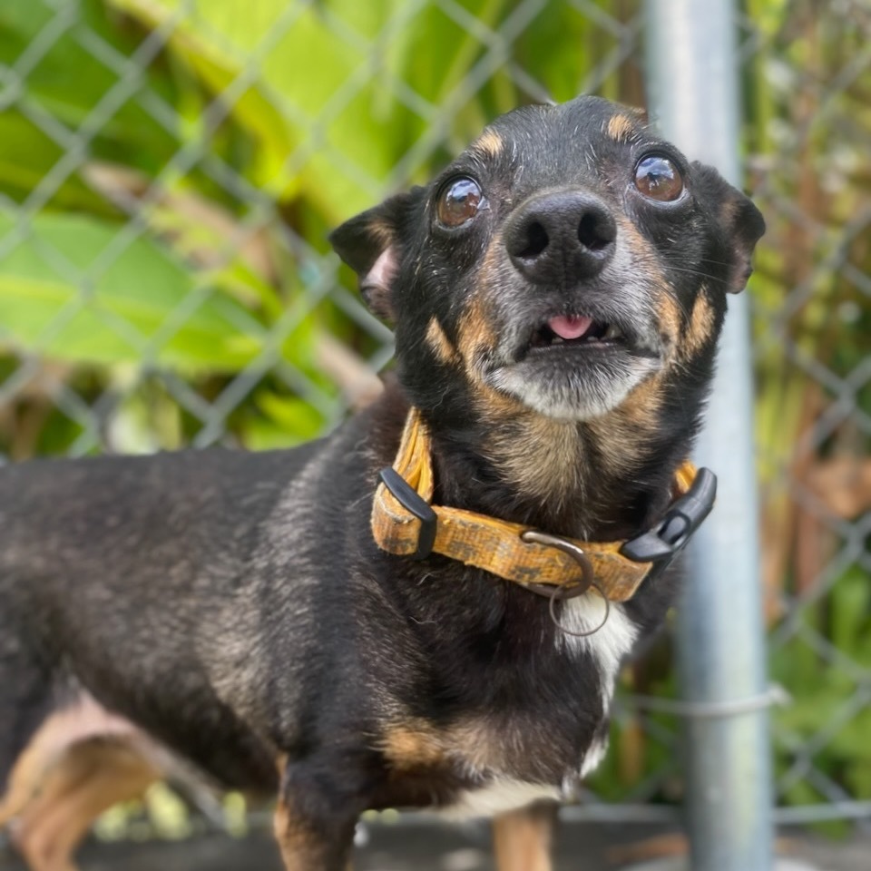 Railey, an adoptable Chihuahua, Terrier in Keaau, HI, 96749 | Photo Image 1