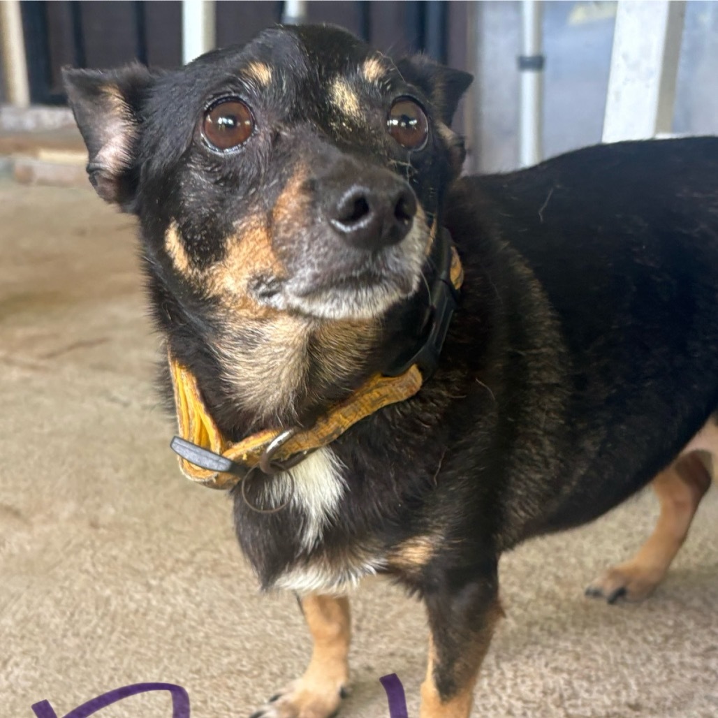 Railey, an adoptable Chihuahua, Terrier in Keaau, HI, 96749 | Photo Image 2