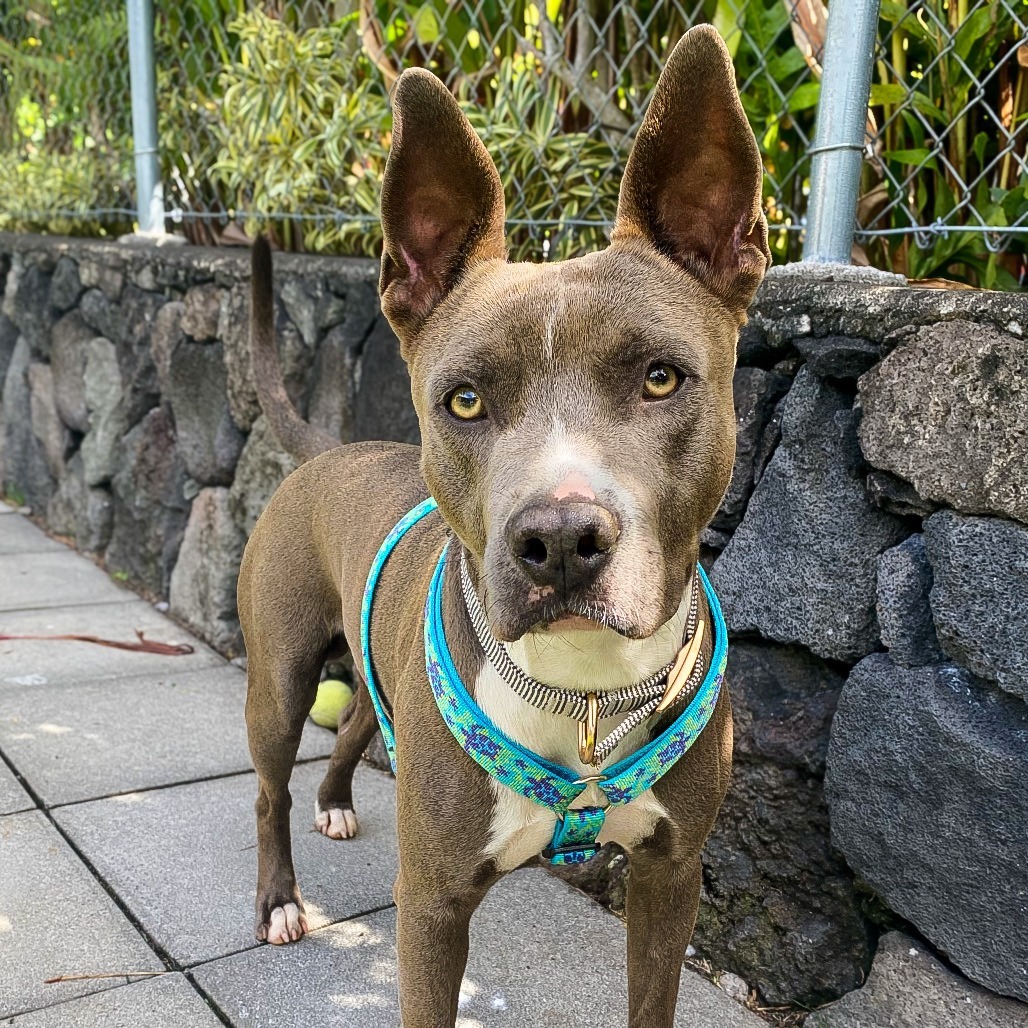 Rex AIR-Stray-11960, an adoptable Pit Bull Terrier in Keaau, HI, 96749 | Photo Image 1