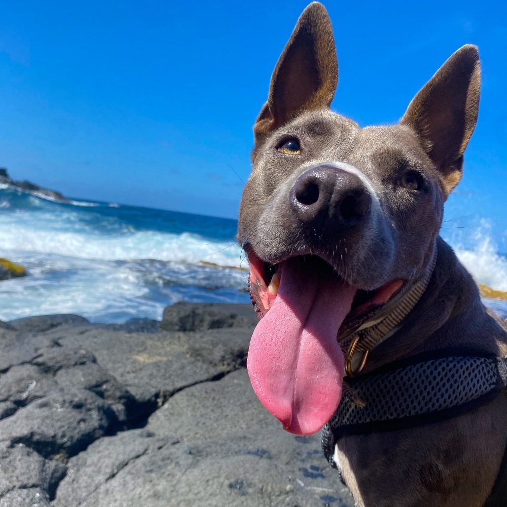 Rex AIR-Stray-11960, an adoptable Pit Bull Terrier in Keaau, HI, 96749 | Photo Image 1