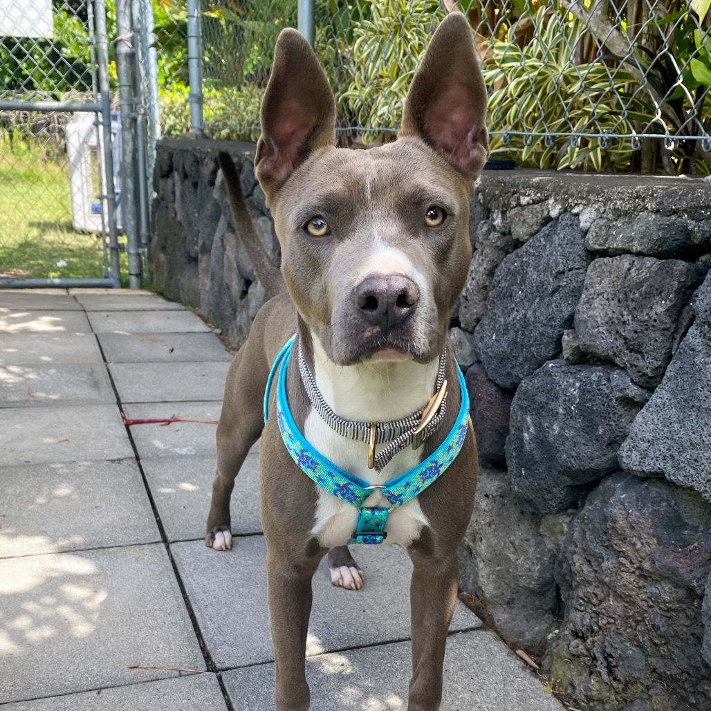 Rex AIR-Stray-11960, an adoptable Pit Bull Terrier in Keaau, HI, 96749 | Photo Image 2
