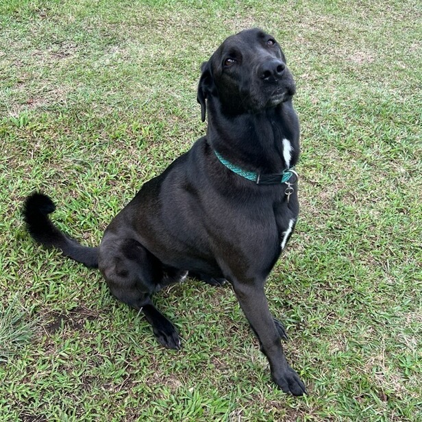 Shiro, an adoptable Anatolian Shepherd in Keaau, HI, 96749 | Photo Image 1