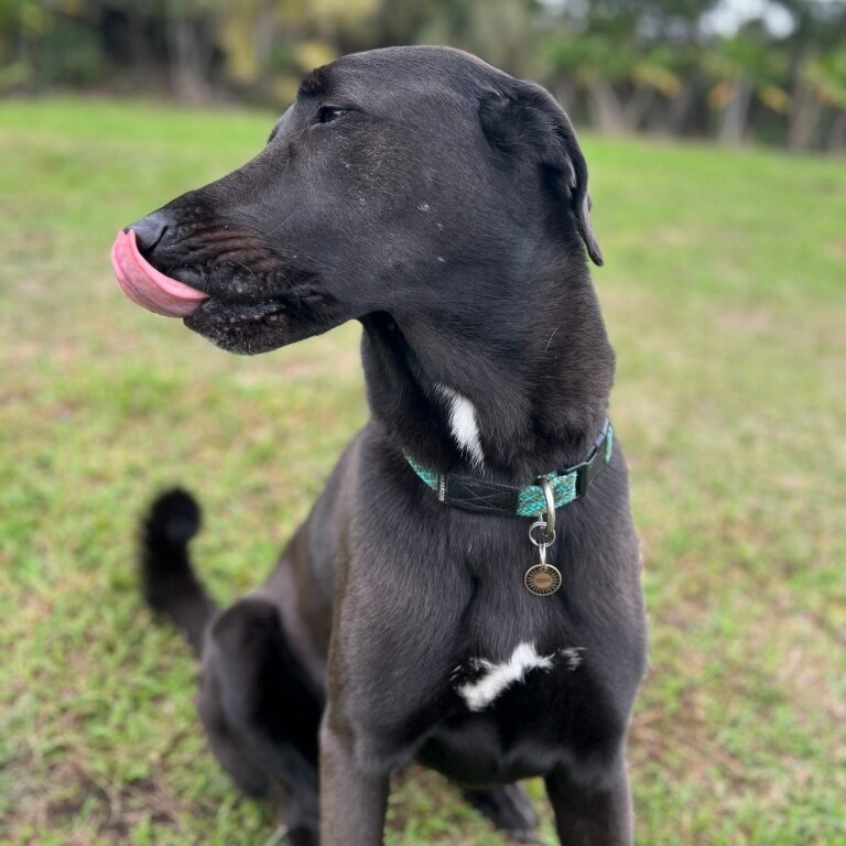 Shiro, an adoptable Anatolian Shepherd in Keaau, HI, 96749 | Photo Image 2