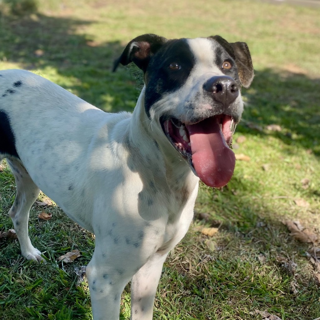 LL Drool Jay: AIR-Stray-ai629, an adoptable Mixed Breed in Keaau, HI, 96749 | Photo Image 1
