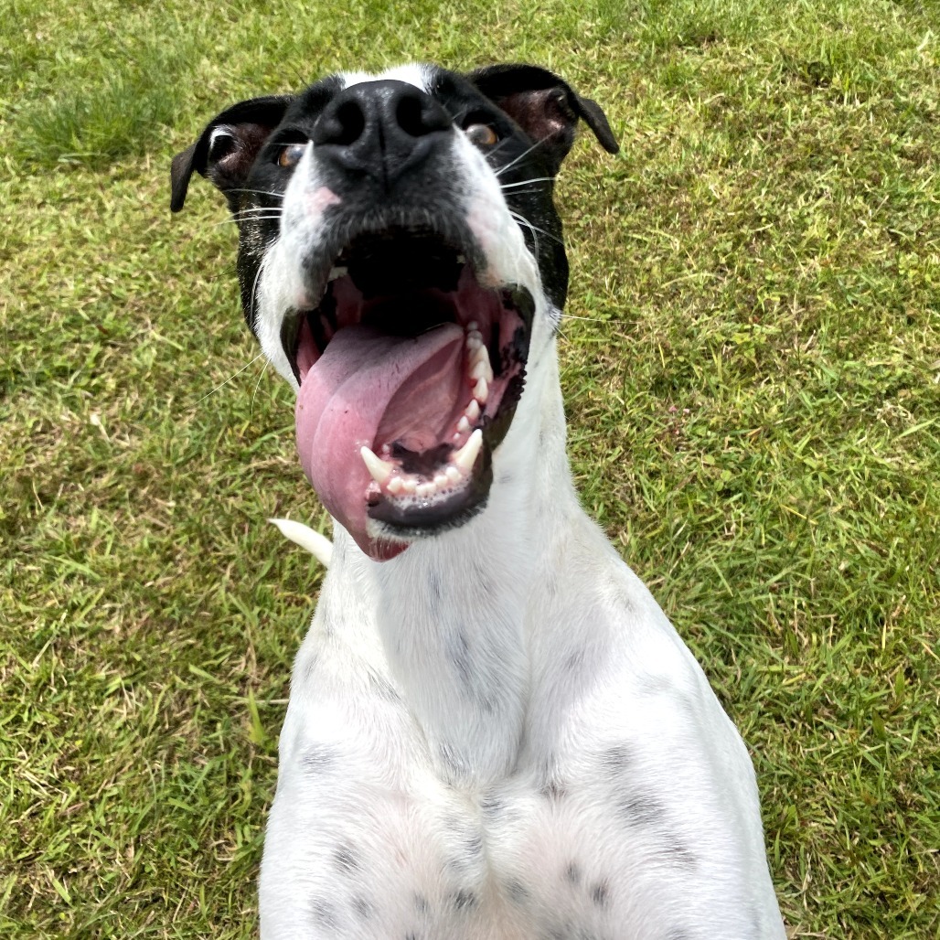 LL Drool Jay: AIR-Stray-ai629, an adoptable Mixed Breed in Keaau, HI, 96749 | Photo Image 1