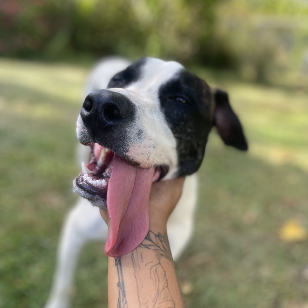 LL Drool Jay: AIR-Stray-ai629, an adoptable Mixed Breed in Keaau, HI, 96749 | Photo Image 2