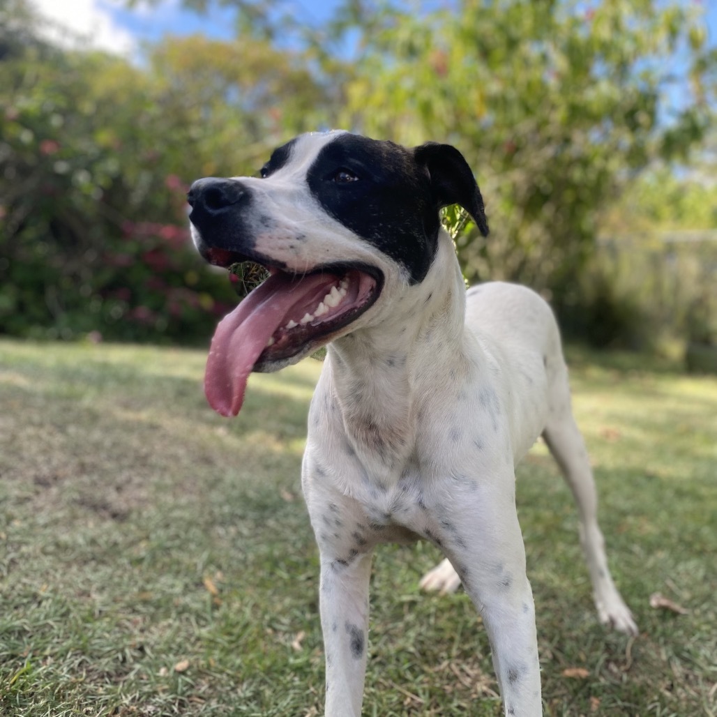 LL Drool Jay: AIR-Stray-ai629, an adoptable Mixed Breed in Keaau, HI, 96749 | Photo Image 3