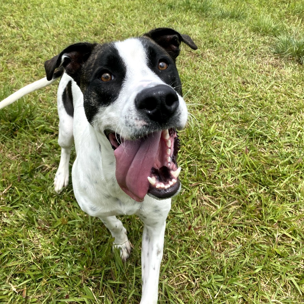 LL Drool Jay: AIR-Stray-ai629, an adoptable Mixed Breed in Keaau, HI, 96749 | Photo Image 5