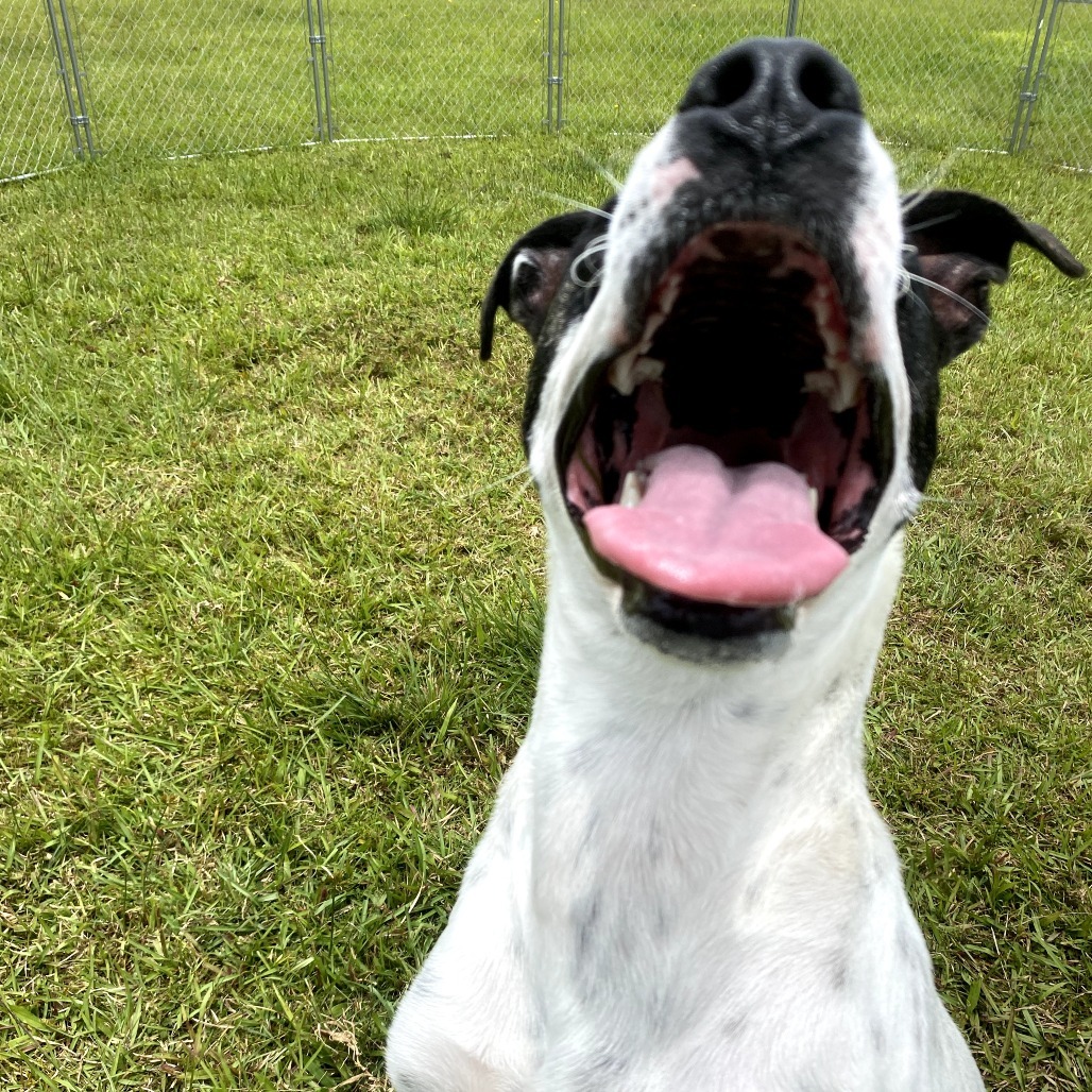 LL Drool Jay: AIR-Stray-ai629, an adoptable Mixed Breed in Keaau, HI, 96749 | Photo Image 6