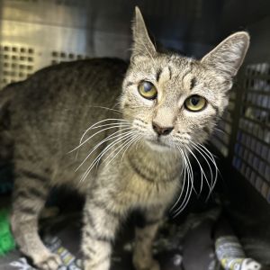 Brooklynn, Adult Female Domestic Short Hair