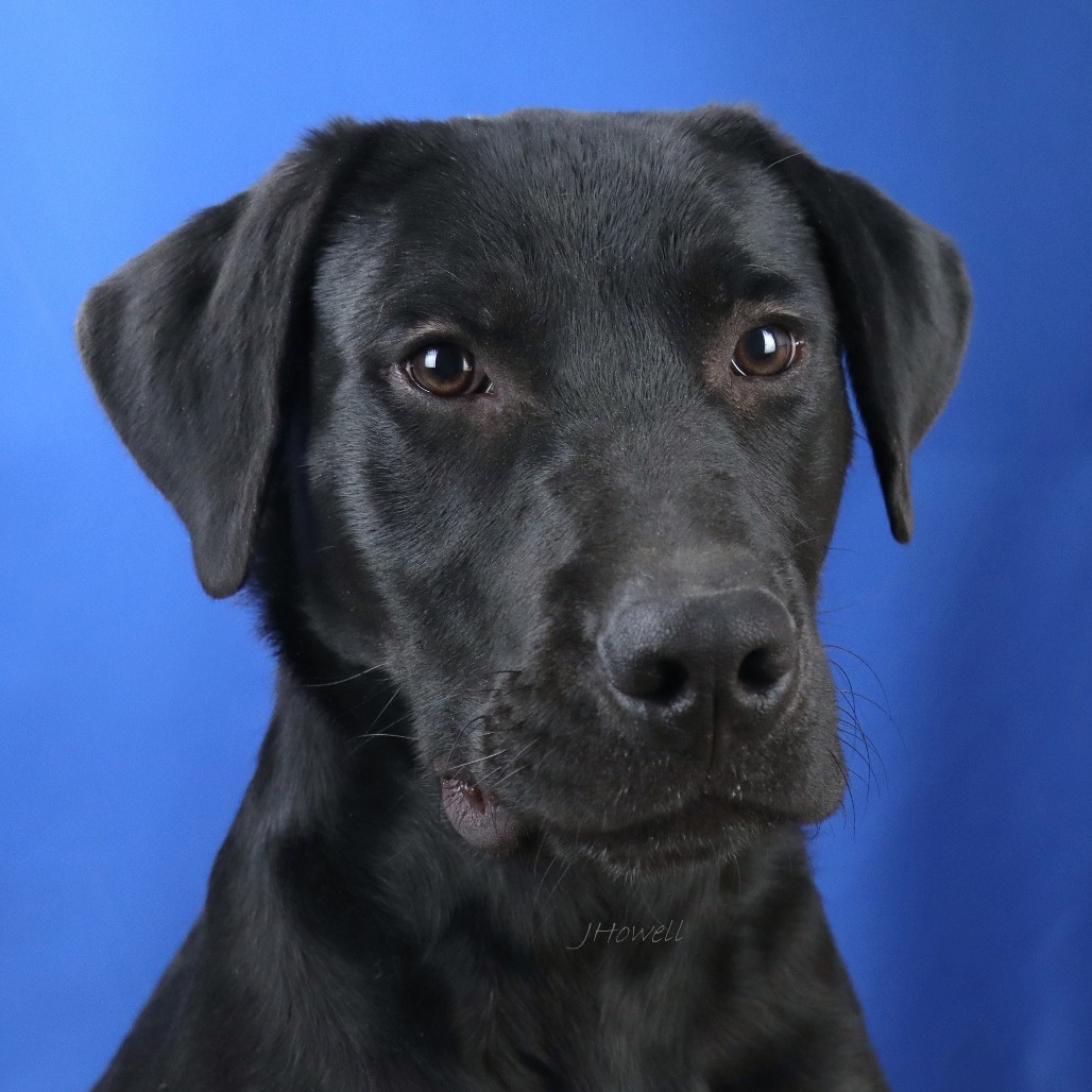 Oscar - 102602S