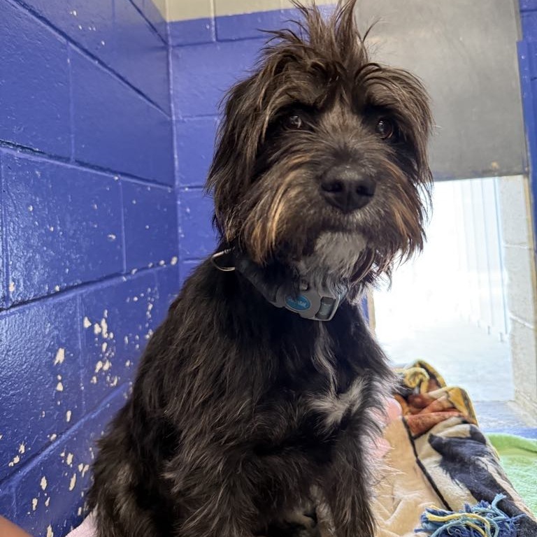 CT Molly Avail May 3 (Cropley's Garden Ctr Bolton, CT)