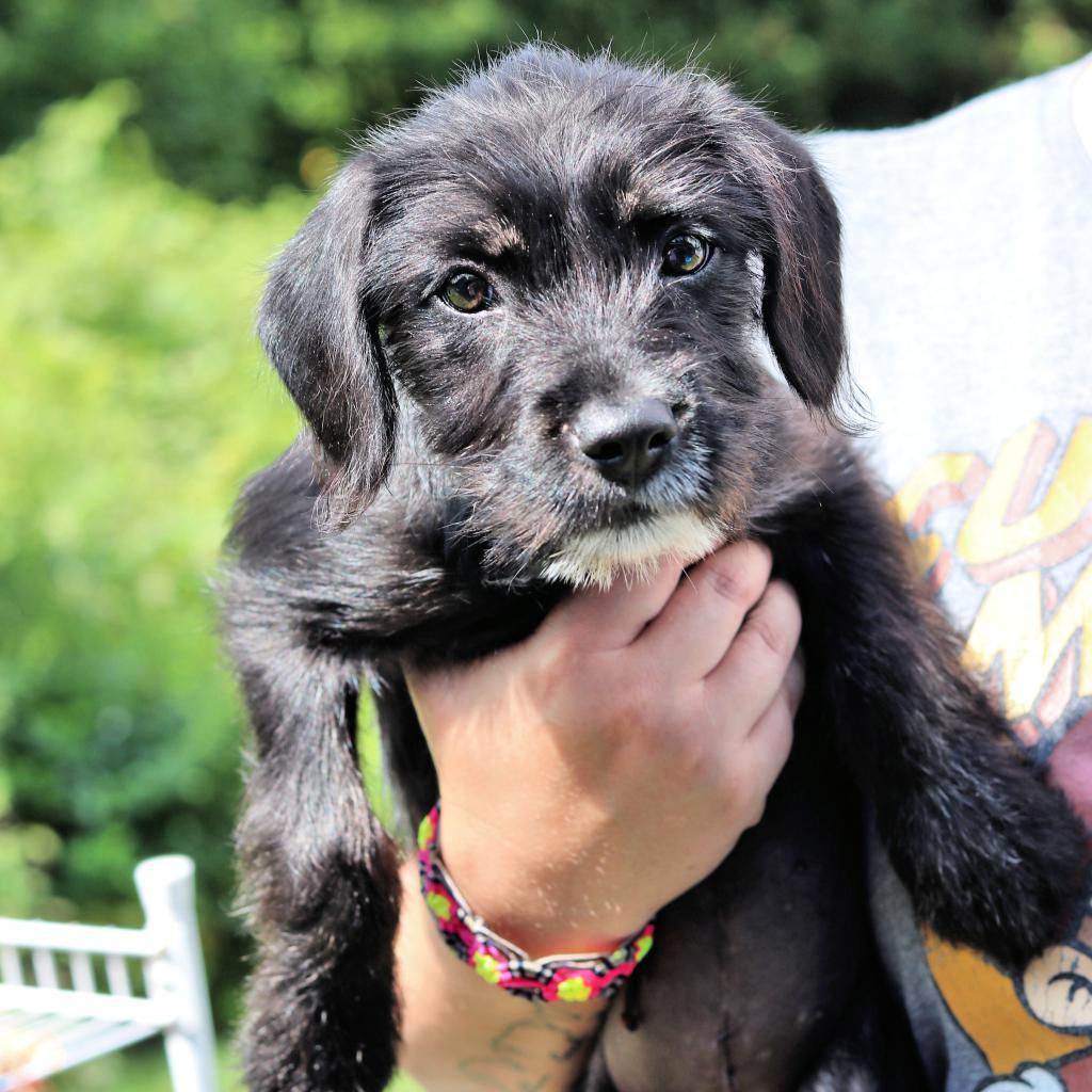 CT Molly Avail May 3 (Cropley's Garden Ctr Bolton, CT)