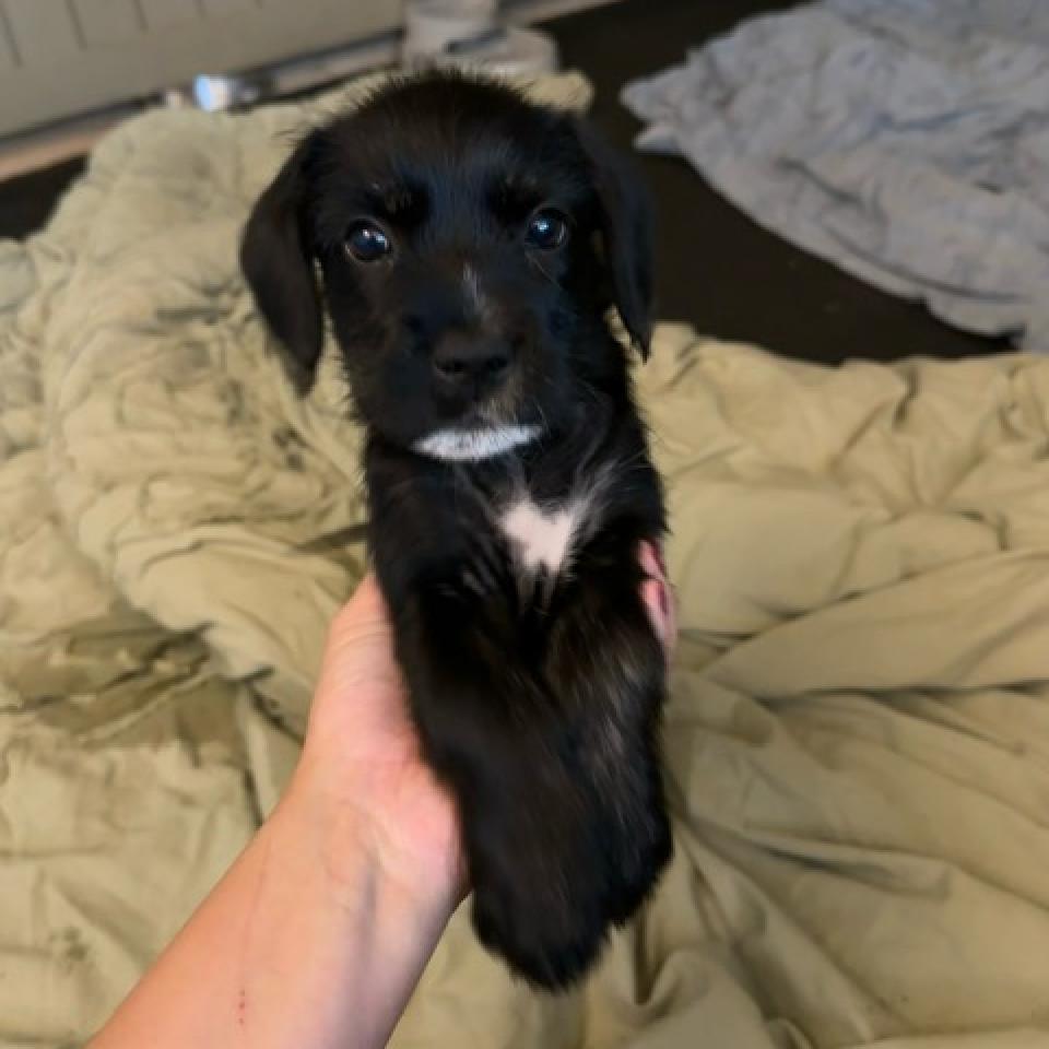 CT Molly Avail May 3 (Cropley's Garden Ctr Bolton, CT)