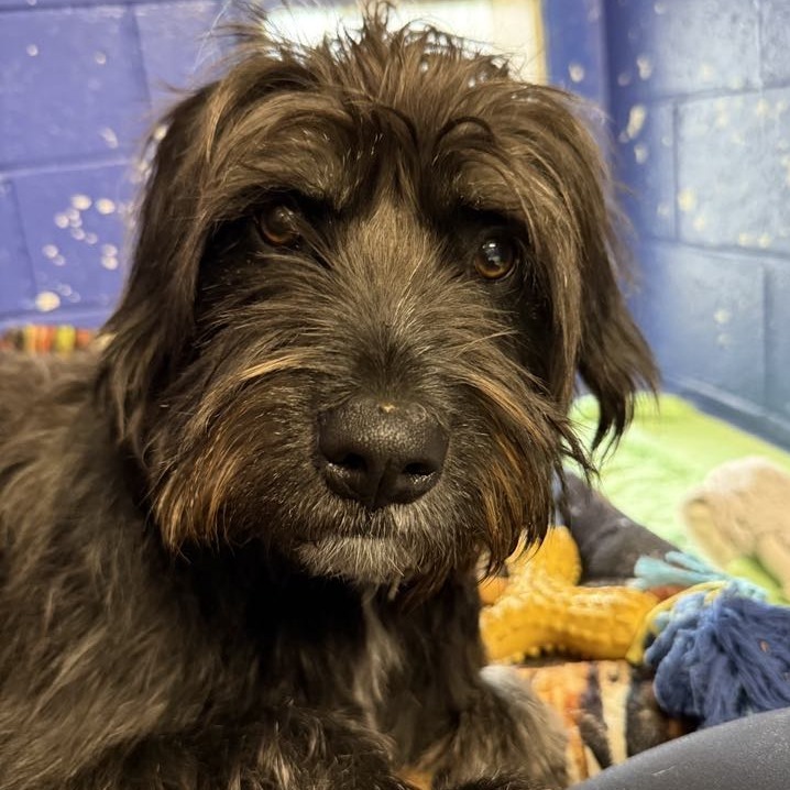 CT Molly Avail May 3 (Cropley's Garden Ctr Bolton, CT)