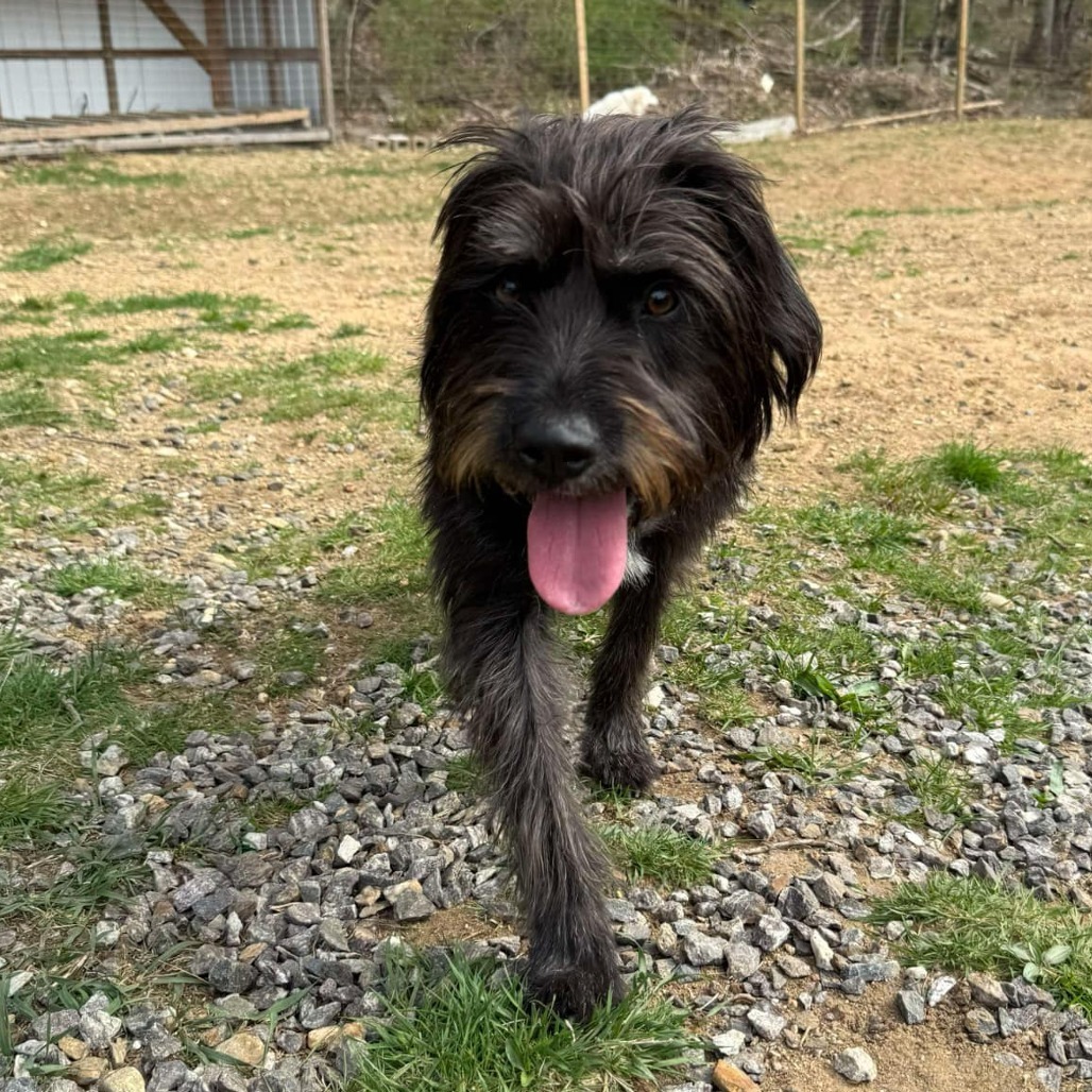 CT Molly Avail May 3 (Cropley's Garden Ctr Bolton, CT)