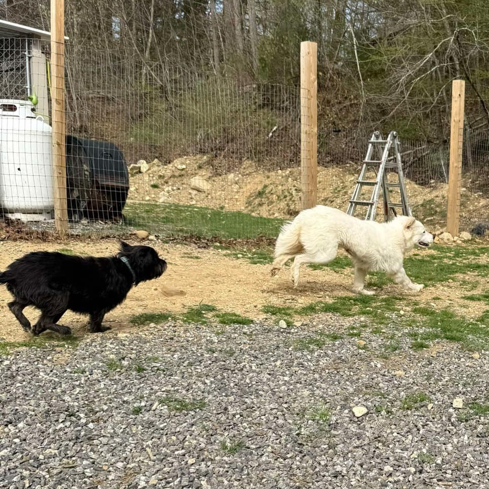 CT Molly Avail May 3 (Cropley's Garden Ctr Bolton, CT)