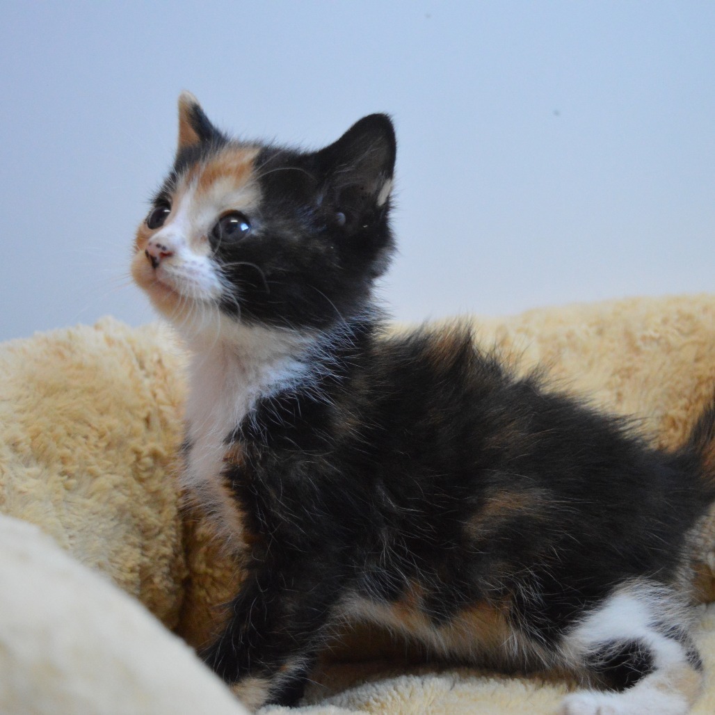 Athena