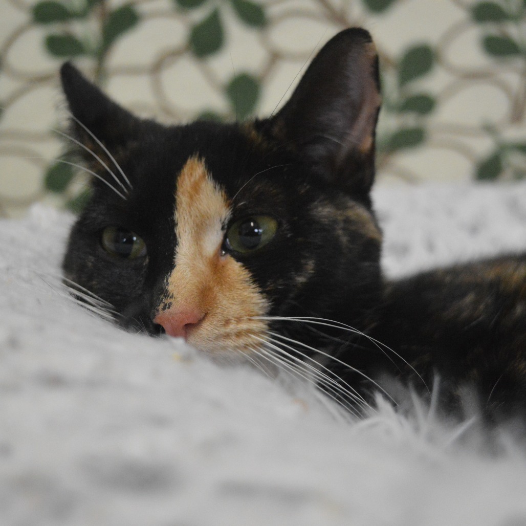 Hera