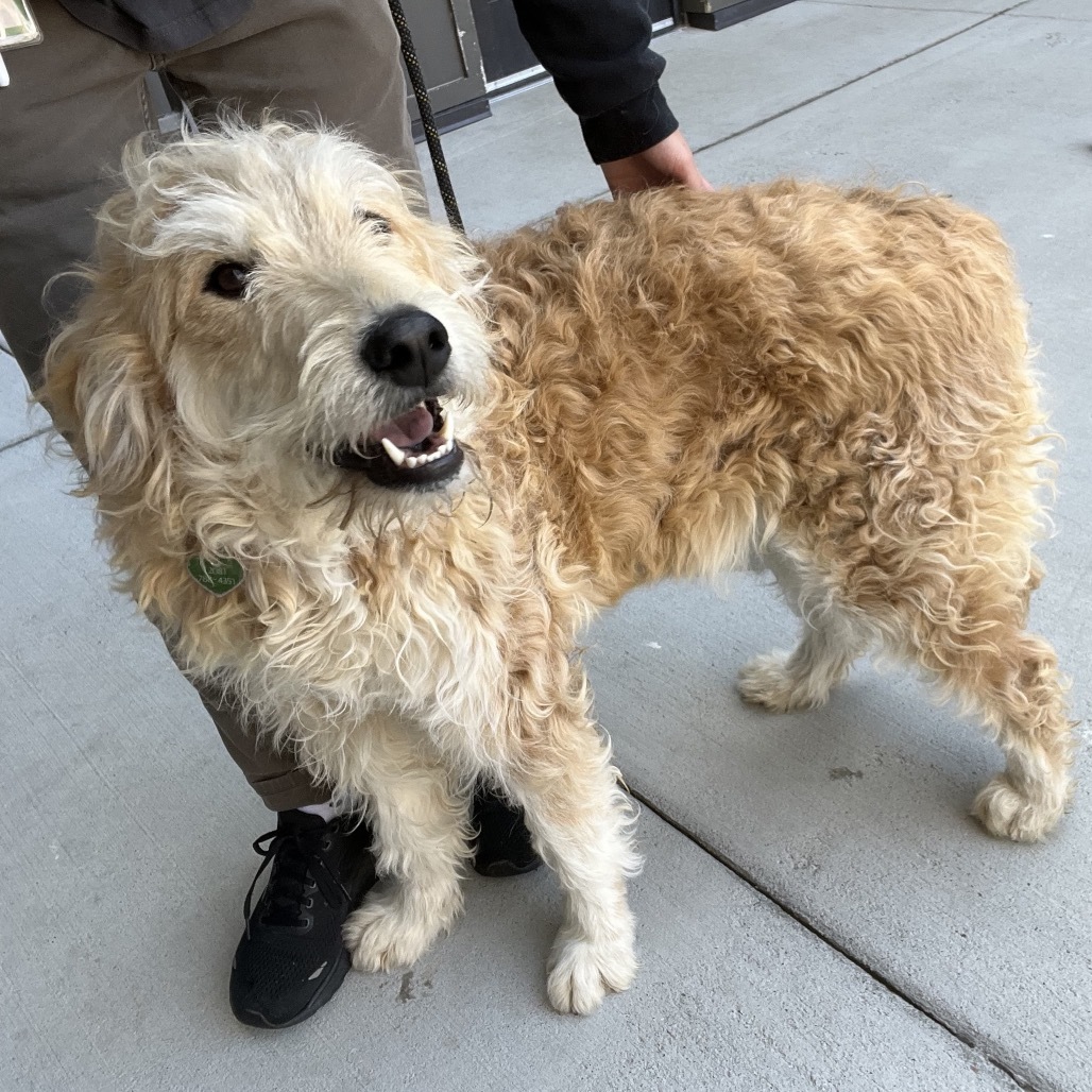 Camas, an adoptable Mixed Breed in Hailey, ID, 83333 | Photo Image 1