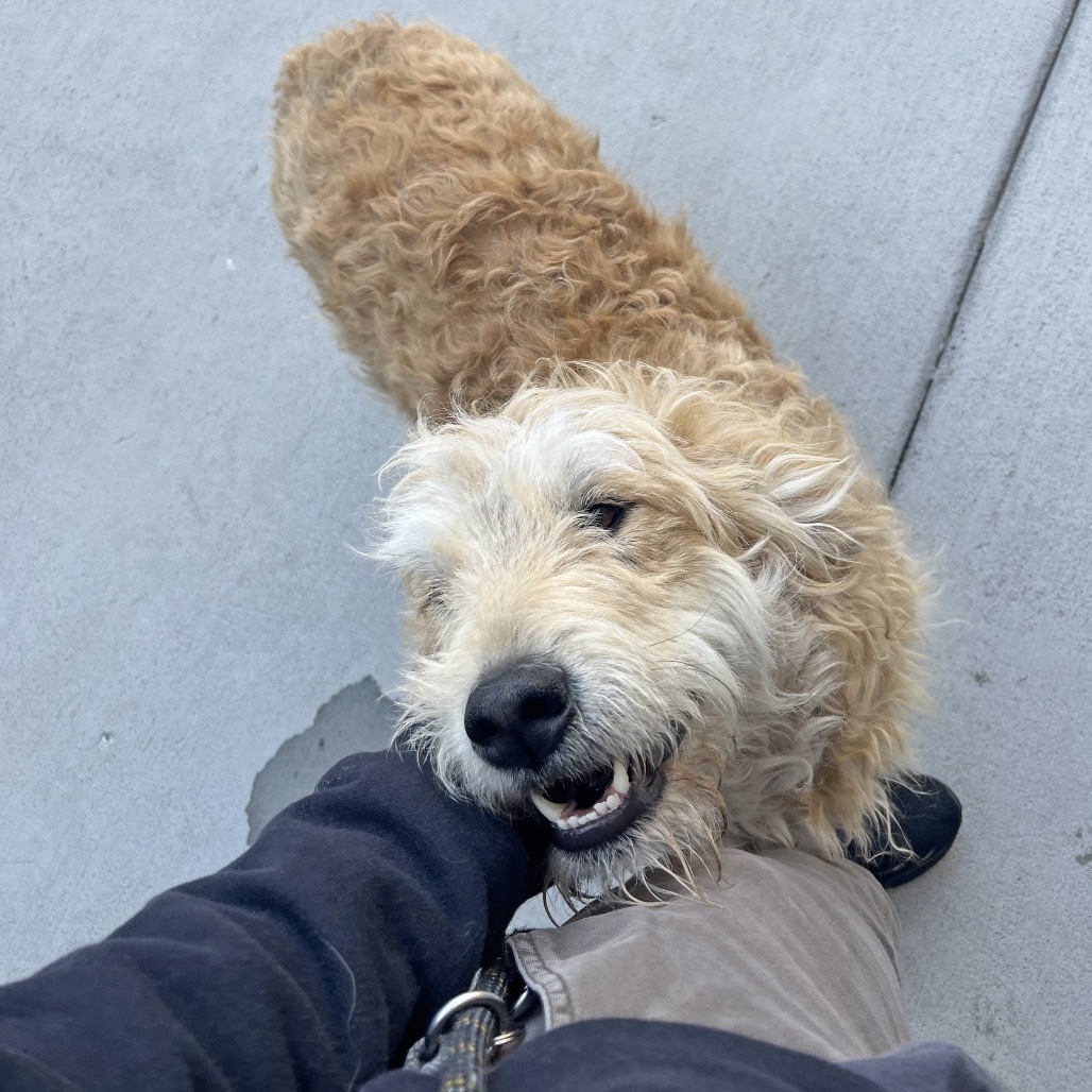 Camas, an adoptable Mixed Breed in Hailey, ID, 83333 | Photo Image 2