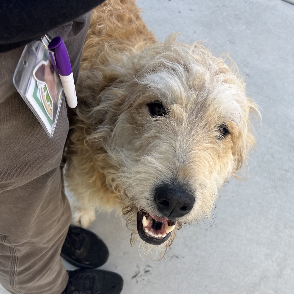 Camas, an adoptable Mixed Breed in Hailey, ID, 83333 | Photo Image 3